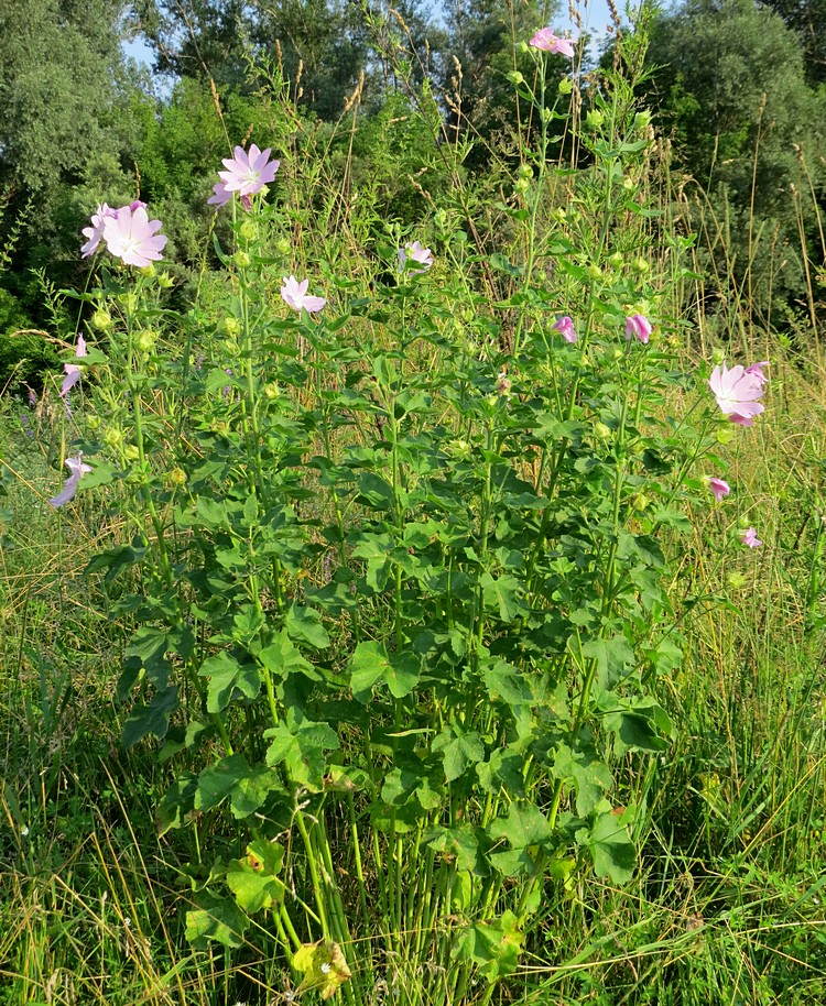 Image of Malva thuringiaca specimen.