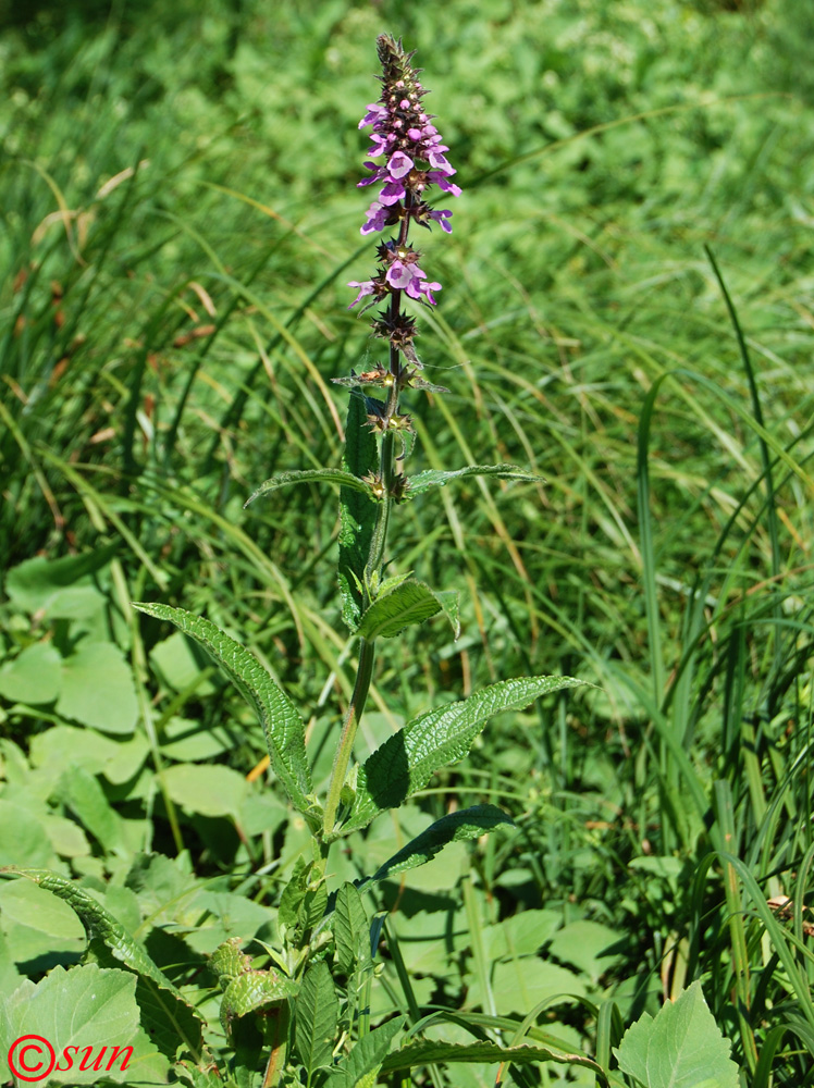 Image of Stachys palustris specimen.