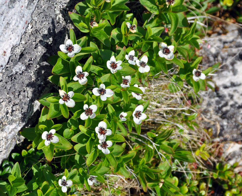 Изображение особи Chamaepericlymenum suecicum.