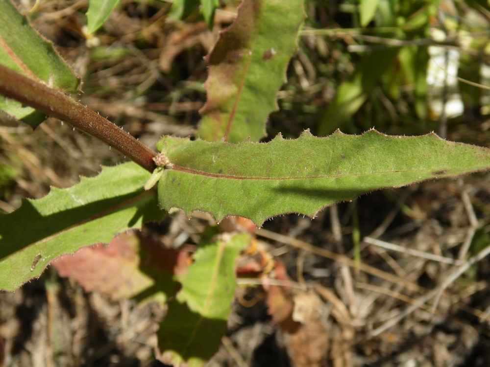 Image of Picris hieracioides specimen.