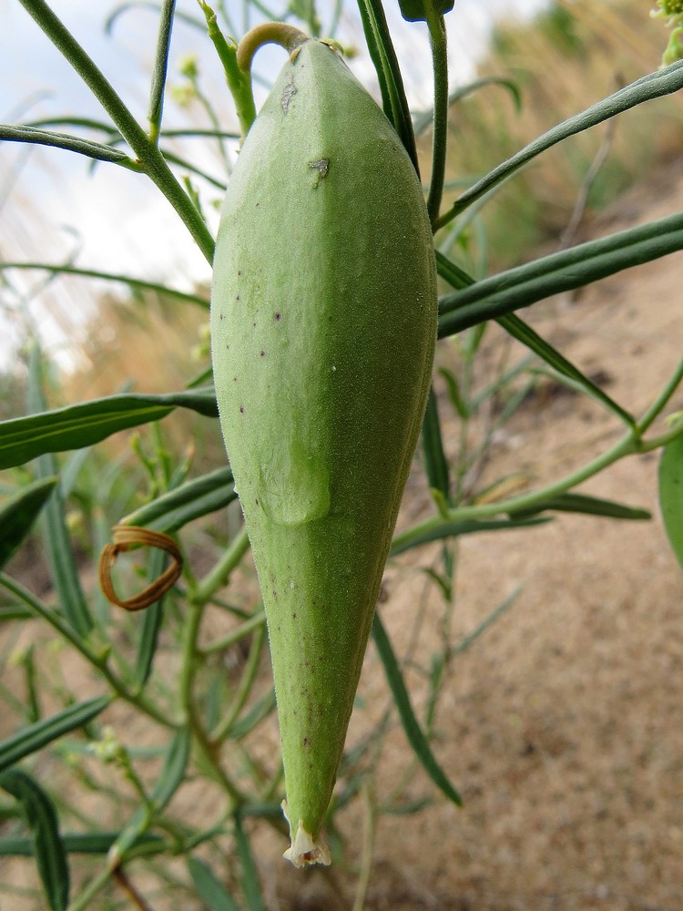 Image of Vincetoxicum sibiricum specimen.