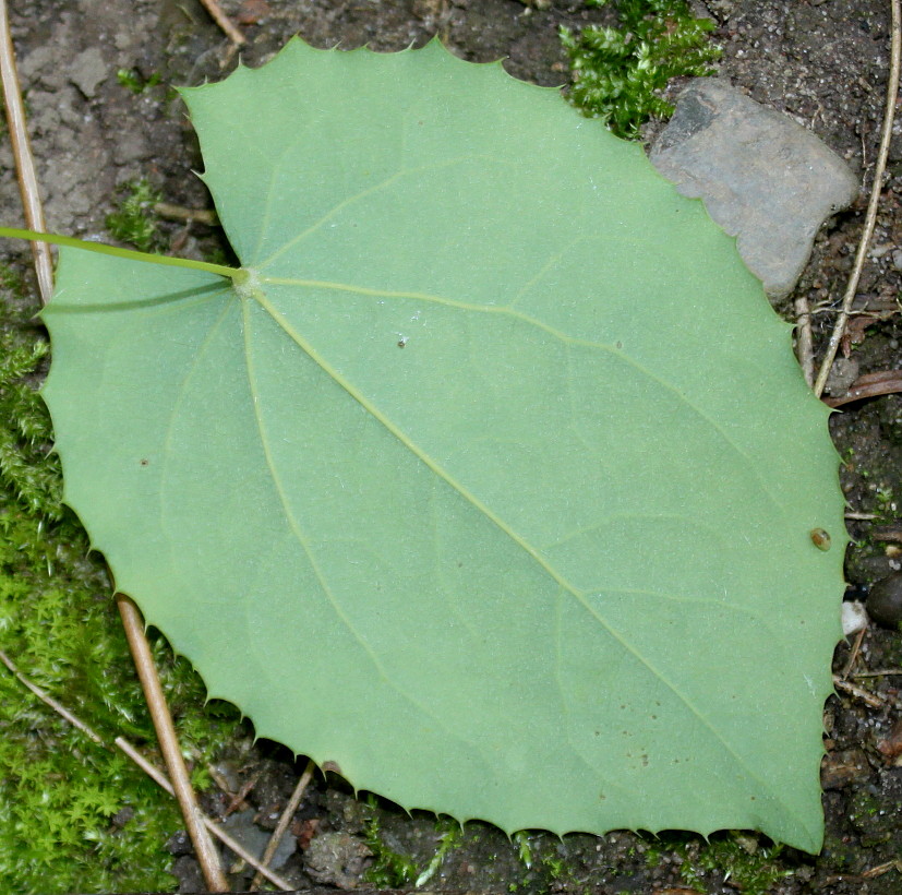 Image of Epimedium stellulatum specimen.