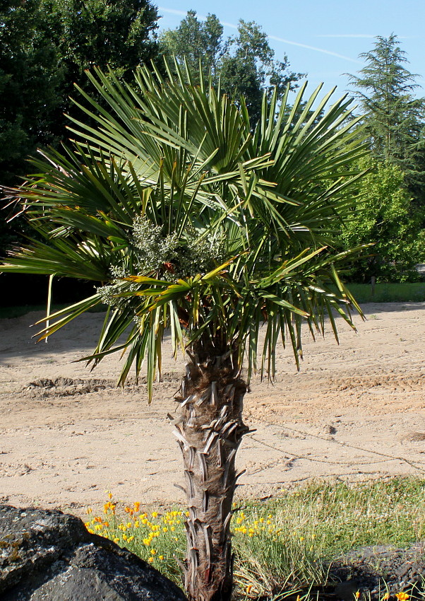 Image of Trachycarpus fortunei specimen.