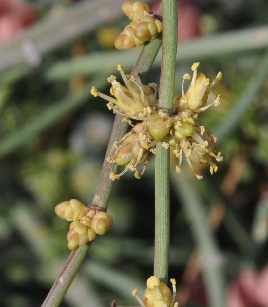 Image of Ephedra foeminea specimen.