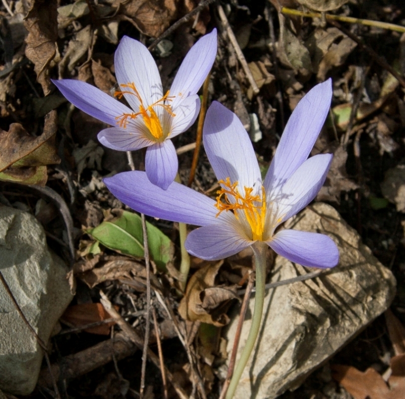 Изображение особи Crocus speciosus.