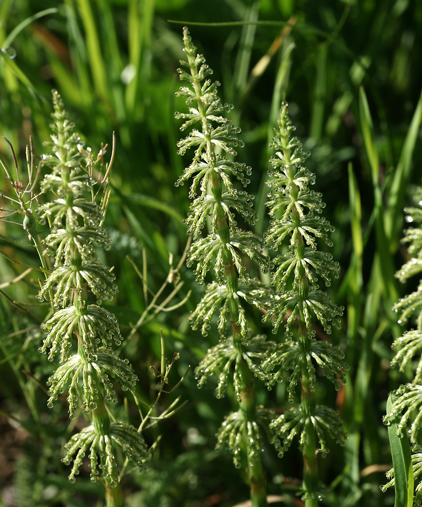 Изображение особи Equisetum sylvaticum.