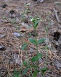 Cerastium holosteoides