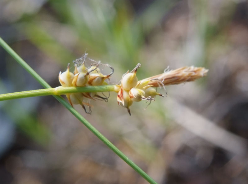 Изображение особи Carex chloroleuca.