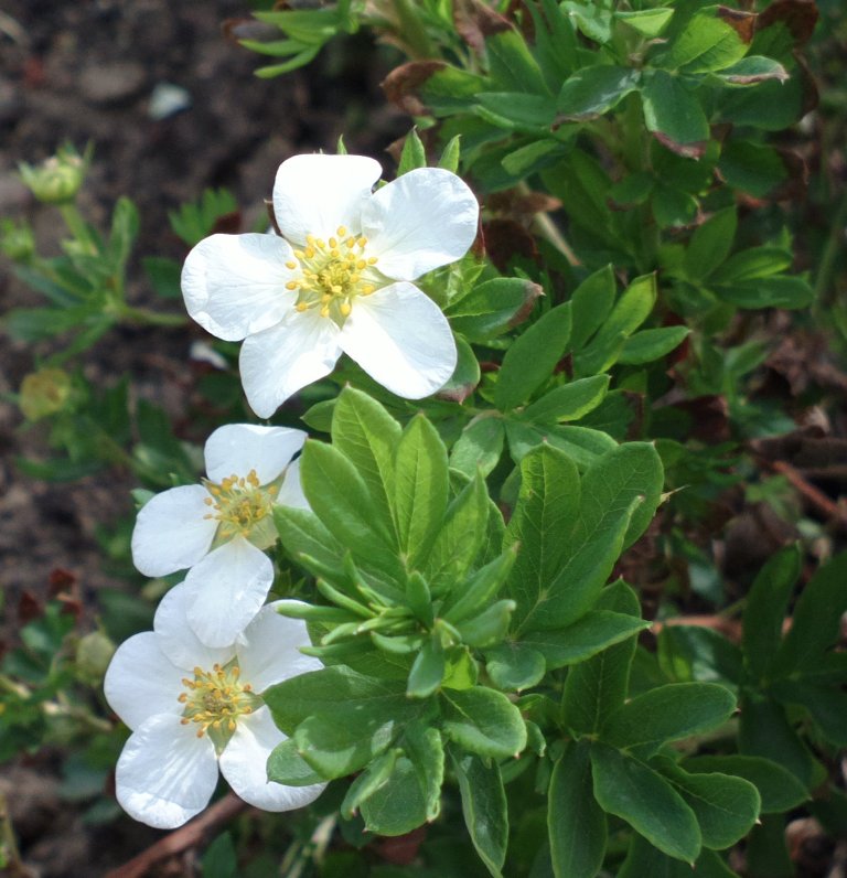 Изображение особи Dasiphora glabrata.