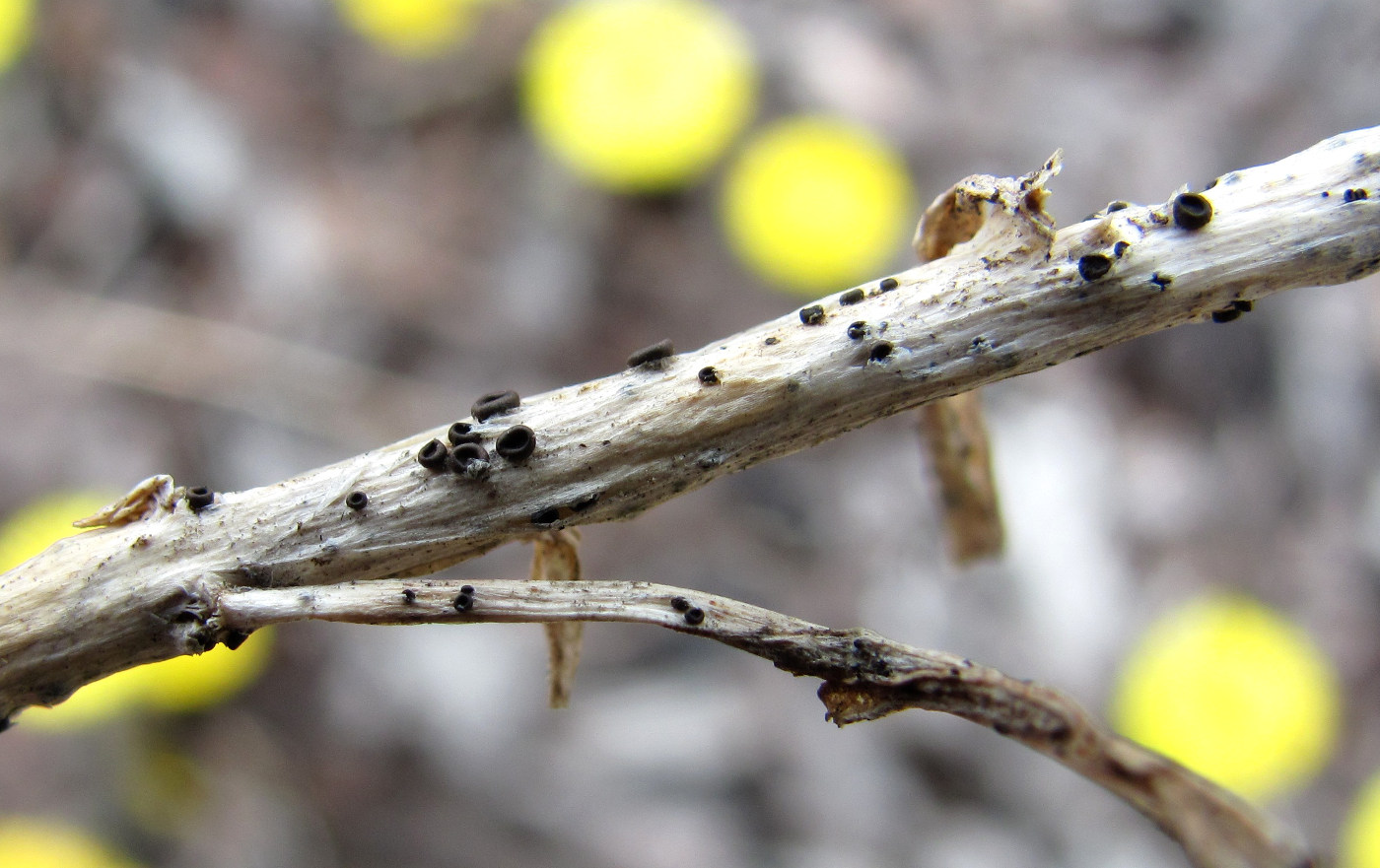 Image of Linaria vulgaris specimen.