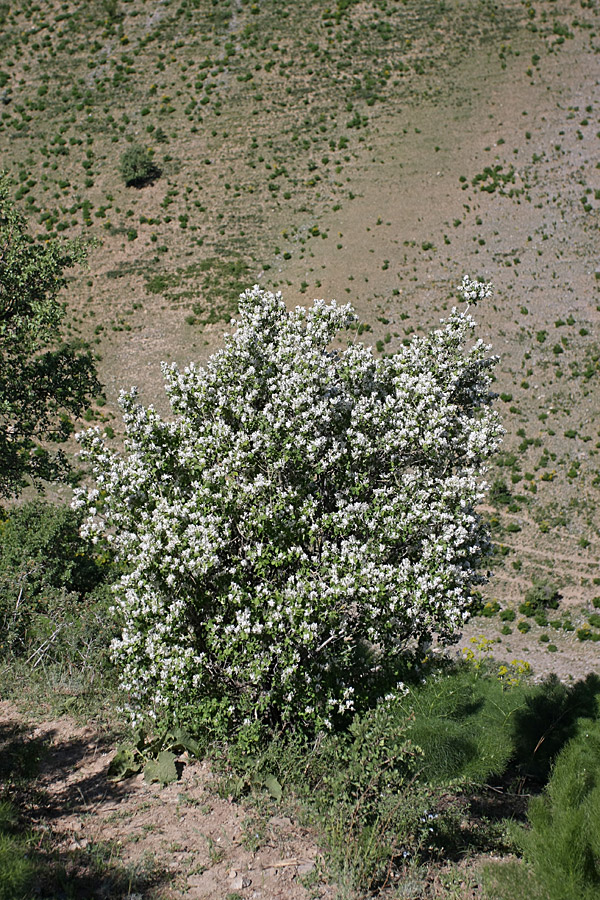 Image of Lonicera nummulariifolia specimen.