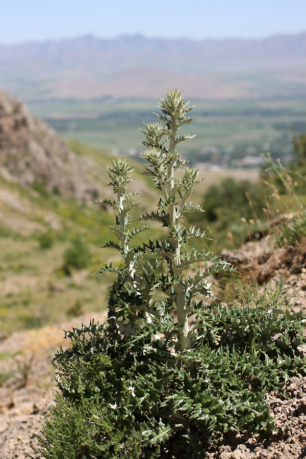 Image of Olgaea pectinata specimen.