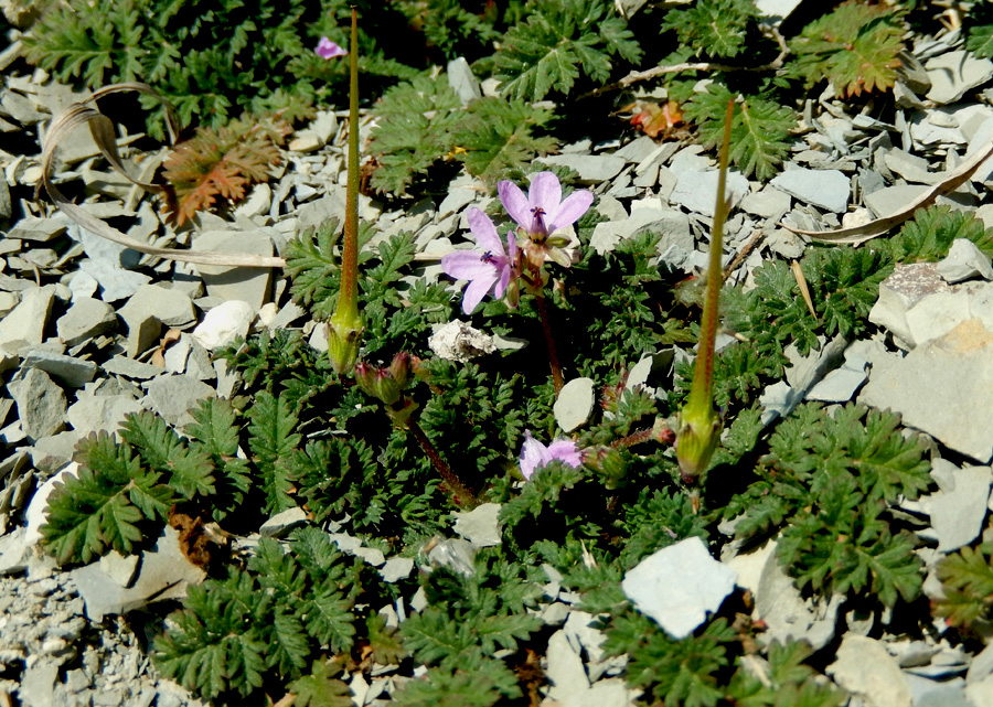 Image of Erodium cicutarium specimen.