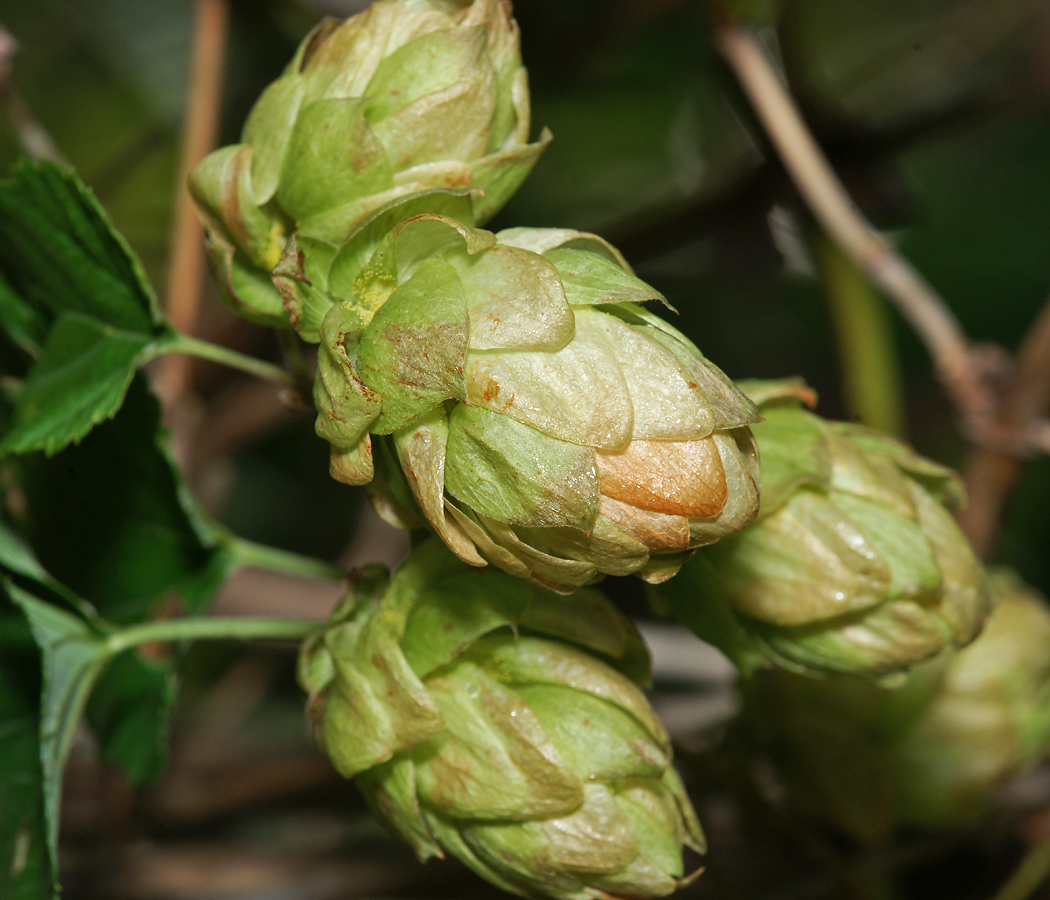 Изображение особи Humulus lupulus.