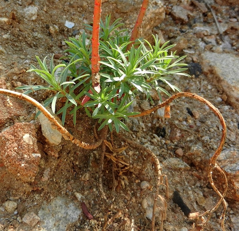 Image of genus Euphorbia specimen.