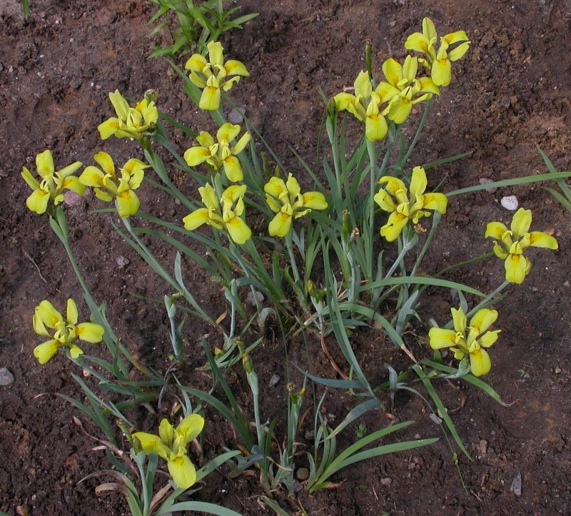 Image of Iris pineticola specimen.