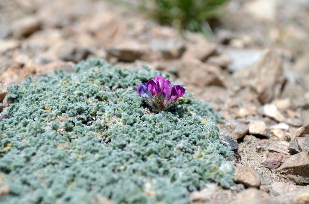 Изображение особи род Oxytropis.