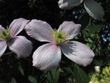 Clematis montana