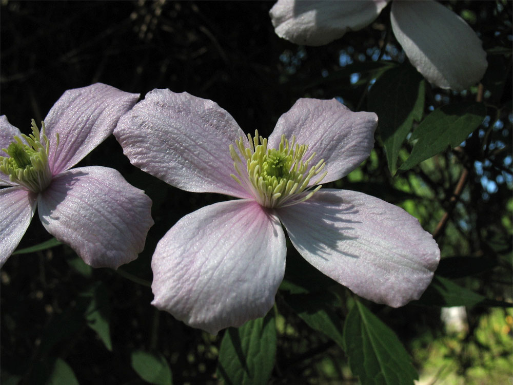 Image of Clematis montana specimen.