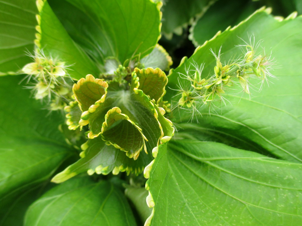 Image of Acalypha wilkesiana specimen.