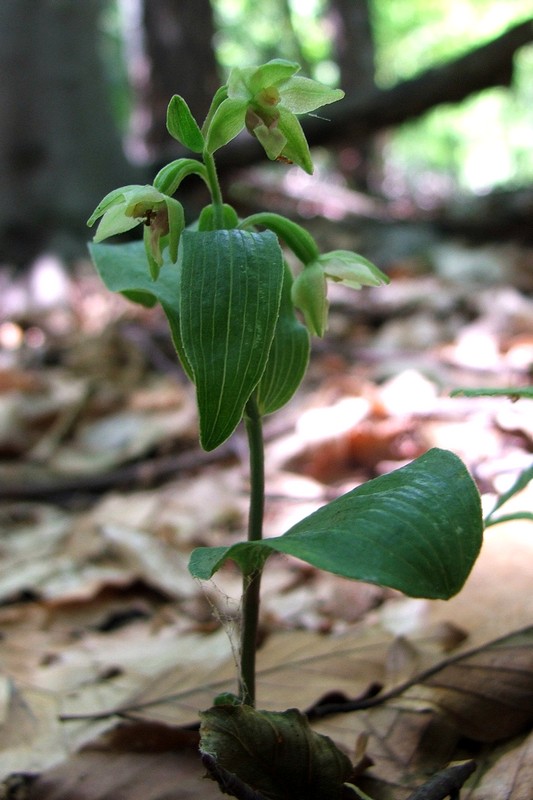 Изображение особи Epipactis persica.