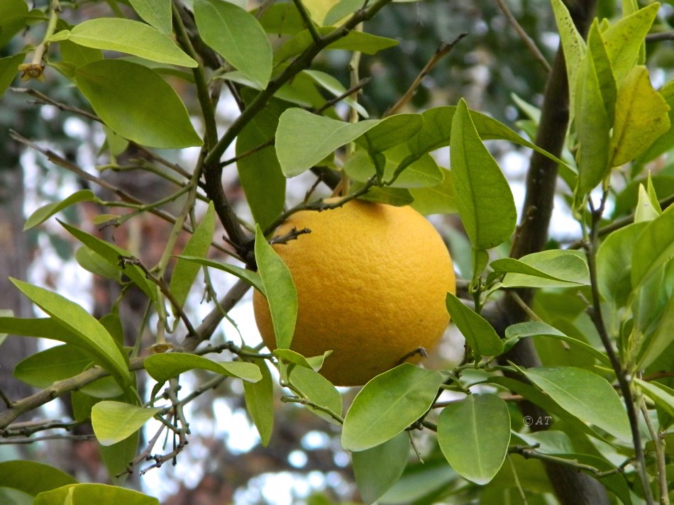 Image of Citrus maxima specimen.