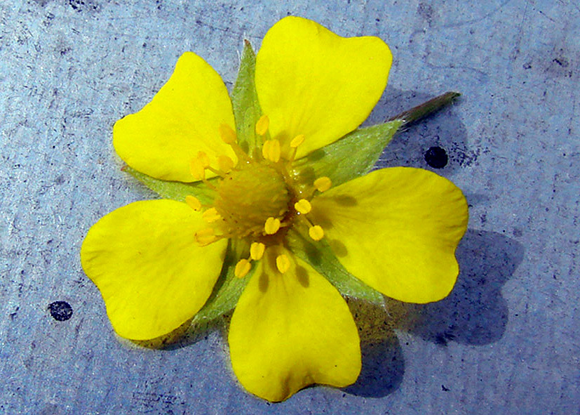 Image of genus Potentilla specimen.