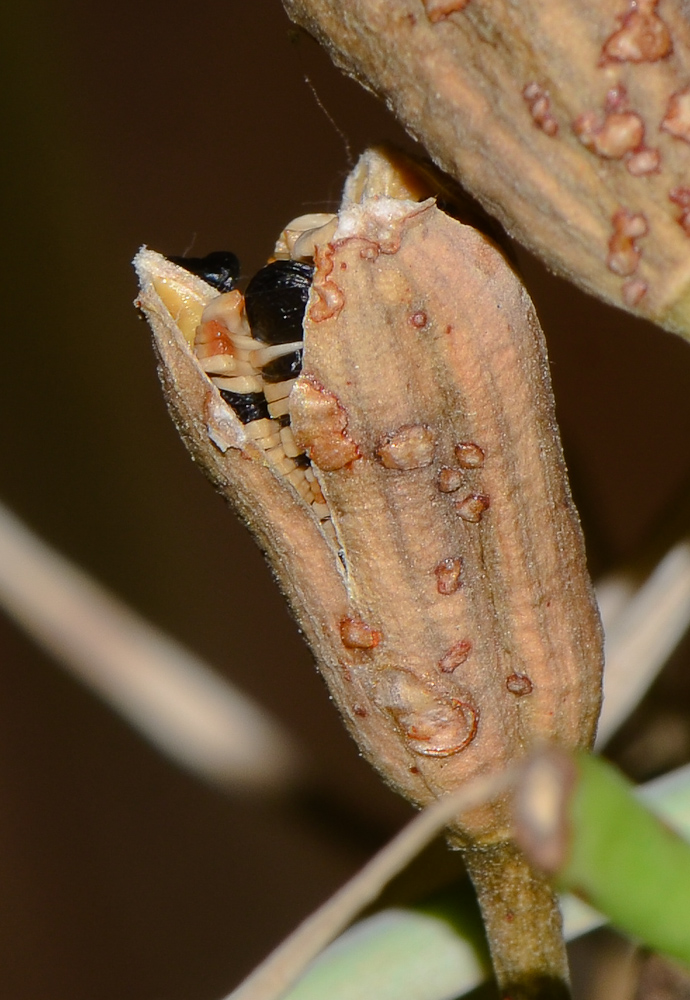 Image of Agave attenuata specimen.