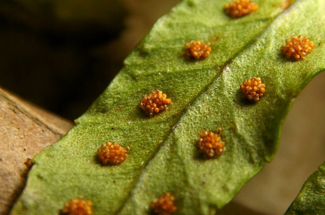 Изображение особи Polypodium vulgare.