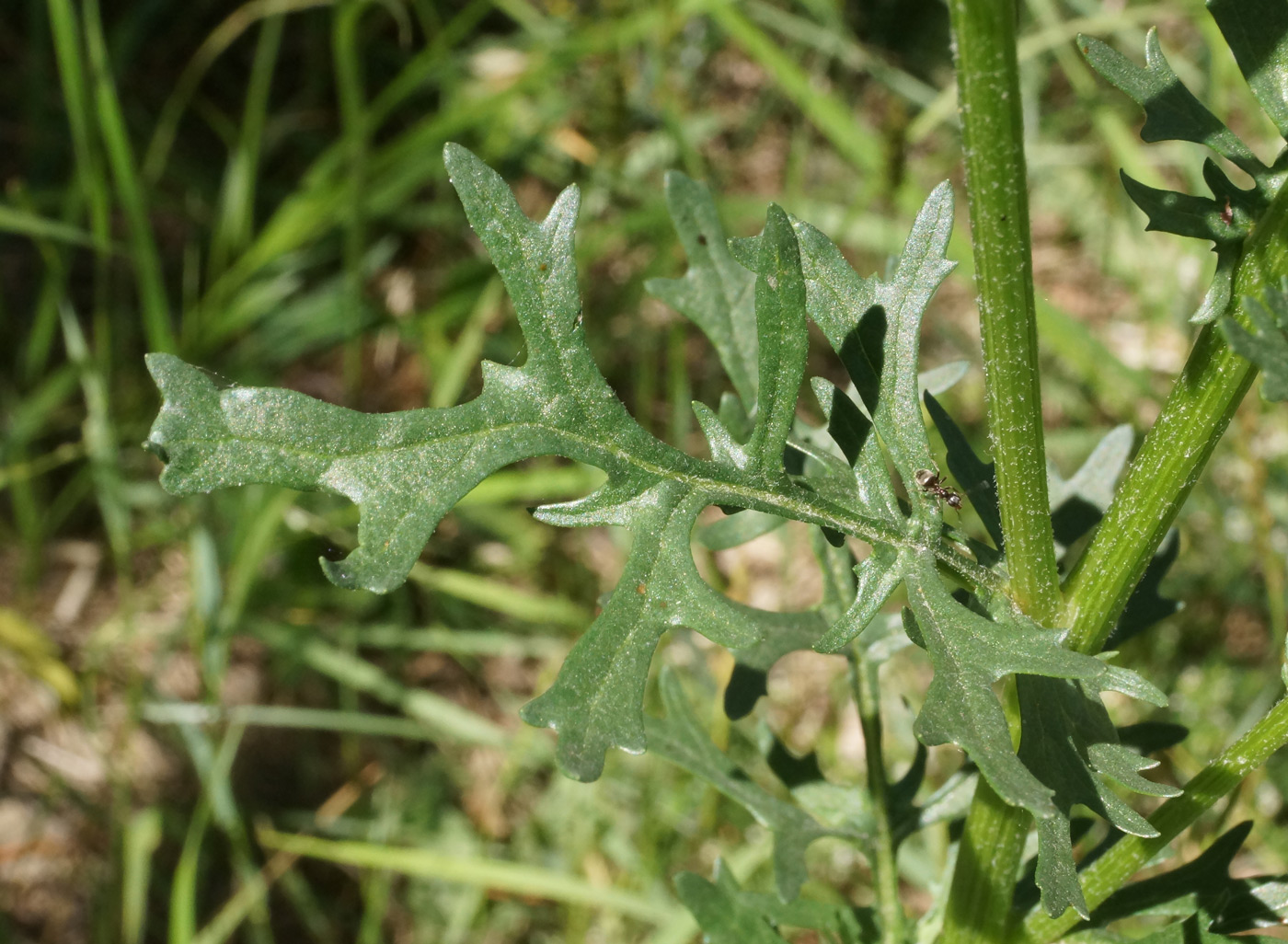 Изображение особи Senecio jacobaea.