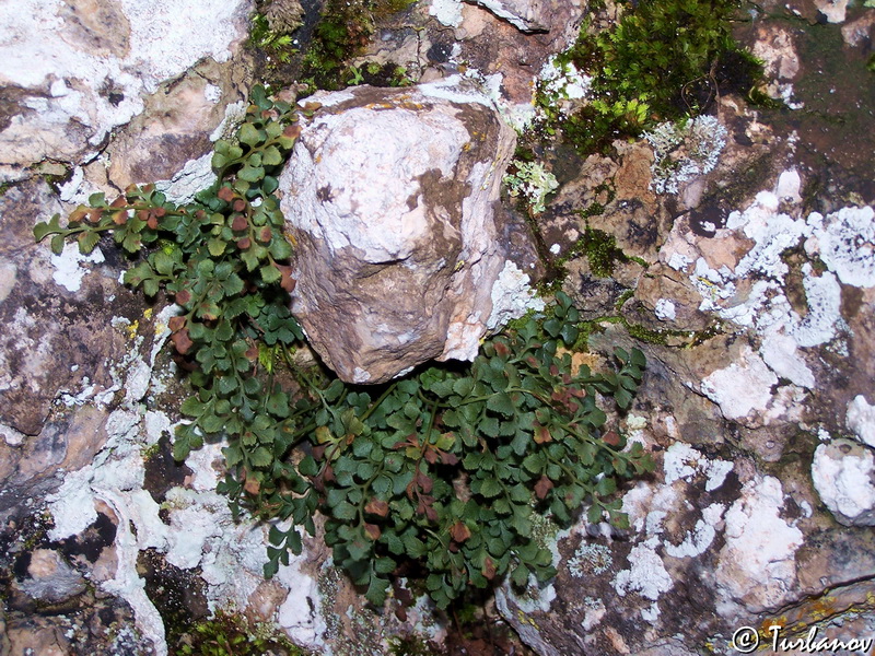 Image of Asplenium ruta-muraria specimen.