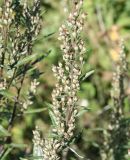 Artemisia vulgaris. Верхушка плодоносящего побега. Восточный Казахстан, Уланский р-н, с. Украинка, дачный участок. 16.08.2012.