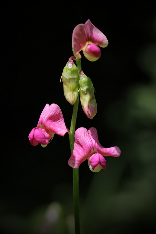 Image of Lathyrus sylvestris specimen.