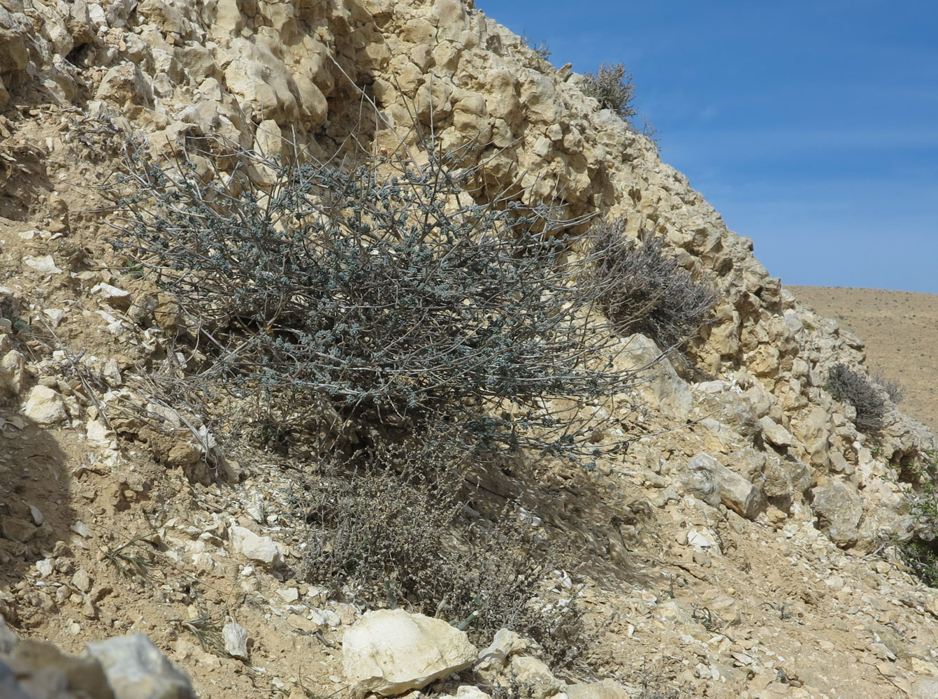 Image of Reaumuria negevensis specimen.