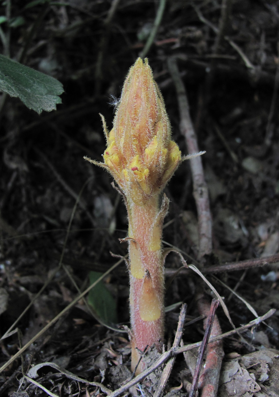 Изображение особи Orobanche laxissima.