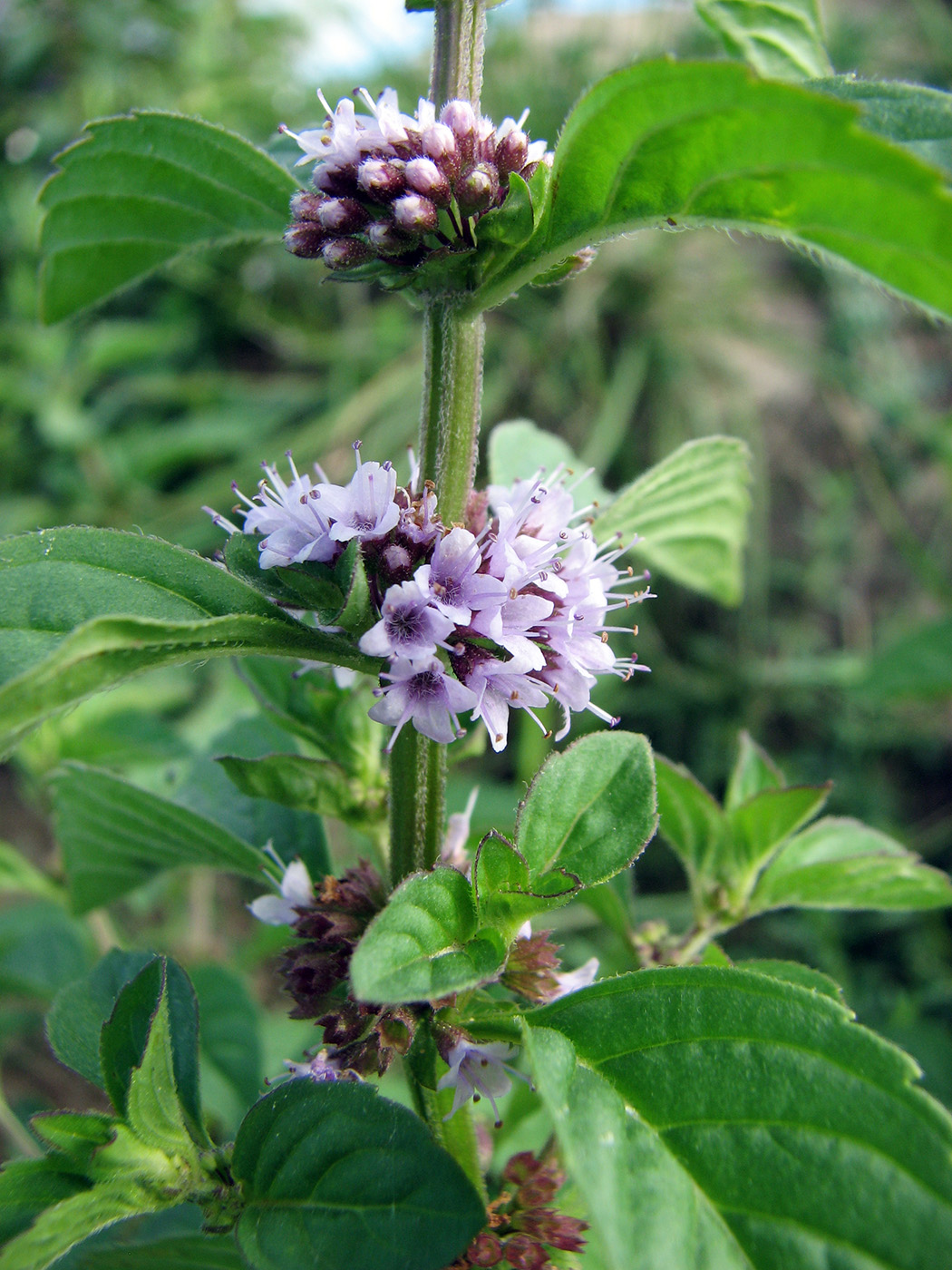 Image of Mentha arvensis specimen.