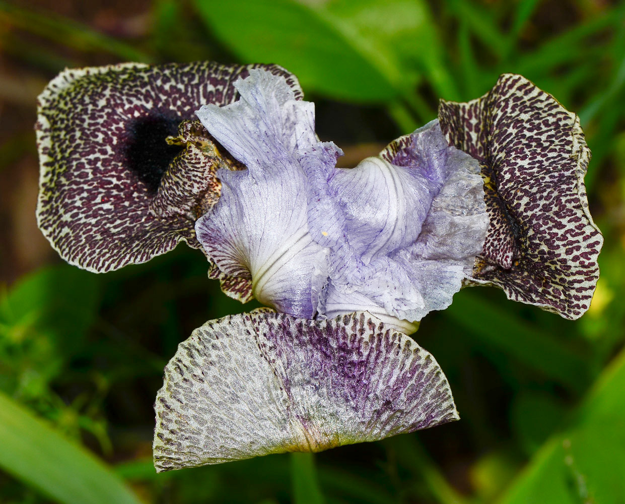 Image of Iris bismarckiana specimen.