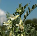 Смотреть изображение Vicia pannonica
