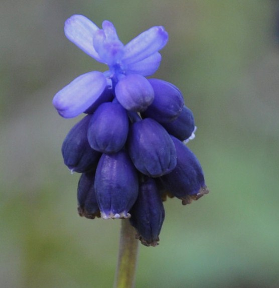 Изображение особи Muscari neglectum.