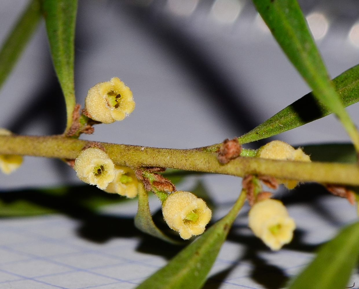 Image of Euclea pseudebenus specimen.