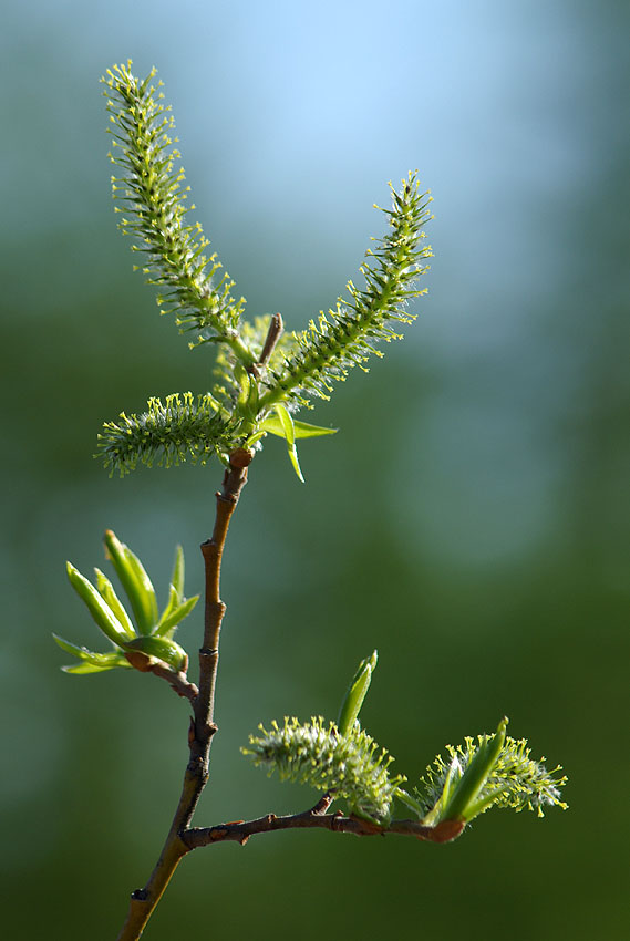 Изображение особи Salix boganidensis.