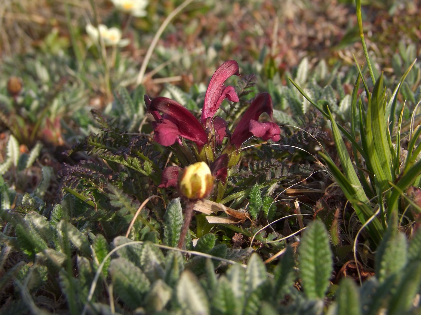 Изображение особи Pedicularis ochotensis.