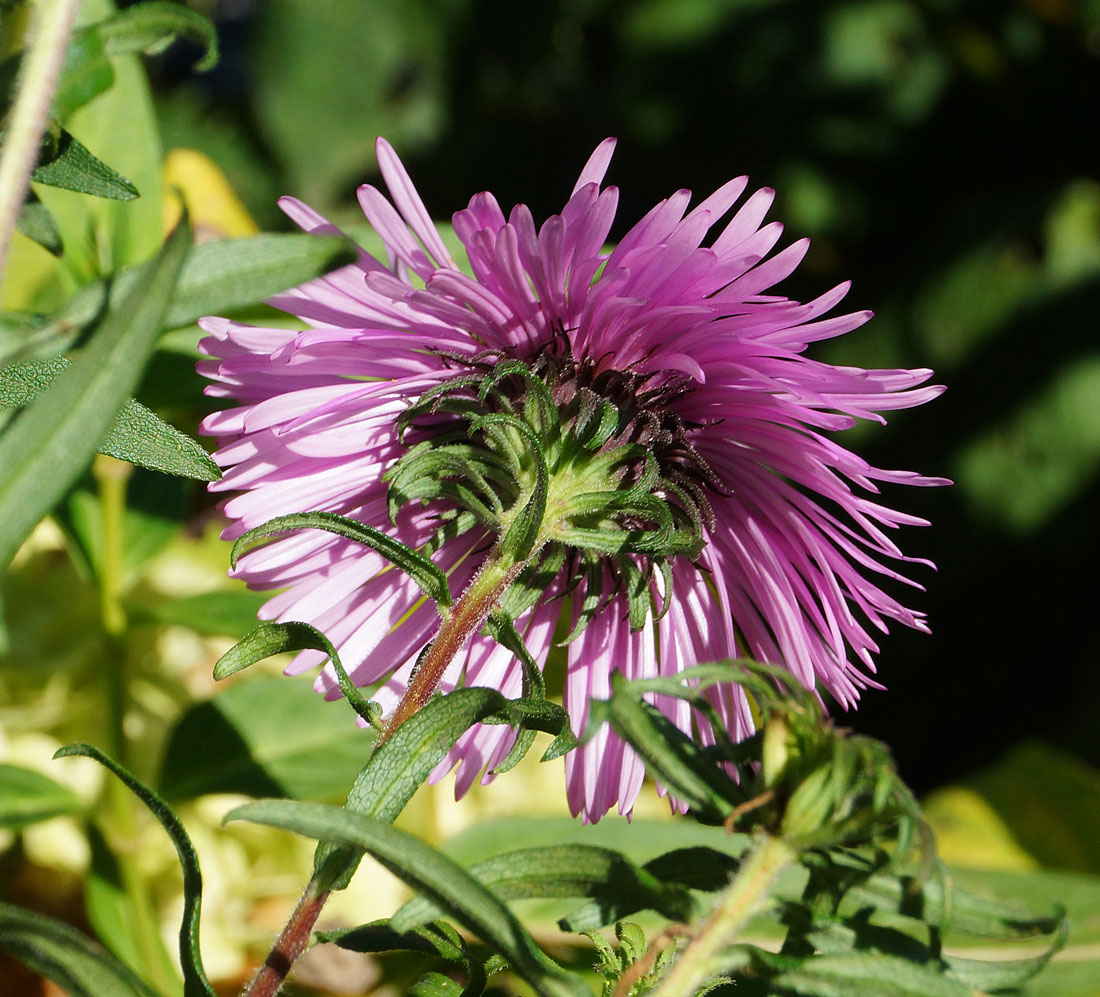 Image of Symphyotrichum novae-angliae specimen.