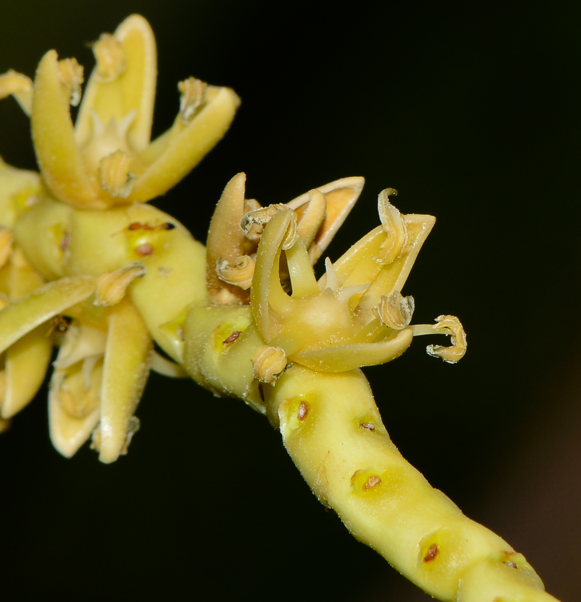 Image of Cocos nucifera specimen.