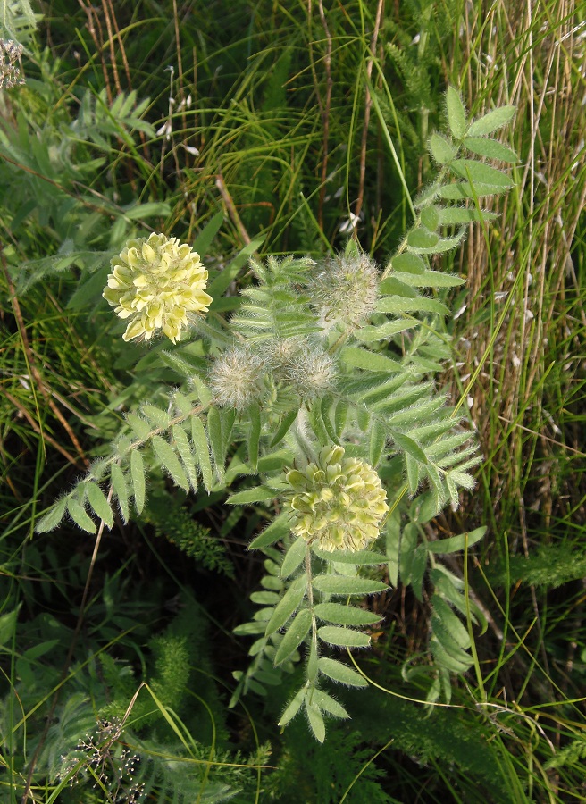 Image of Oxytropis pilosa specimen.