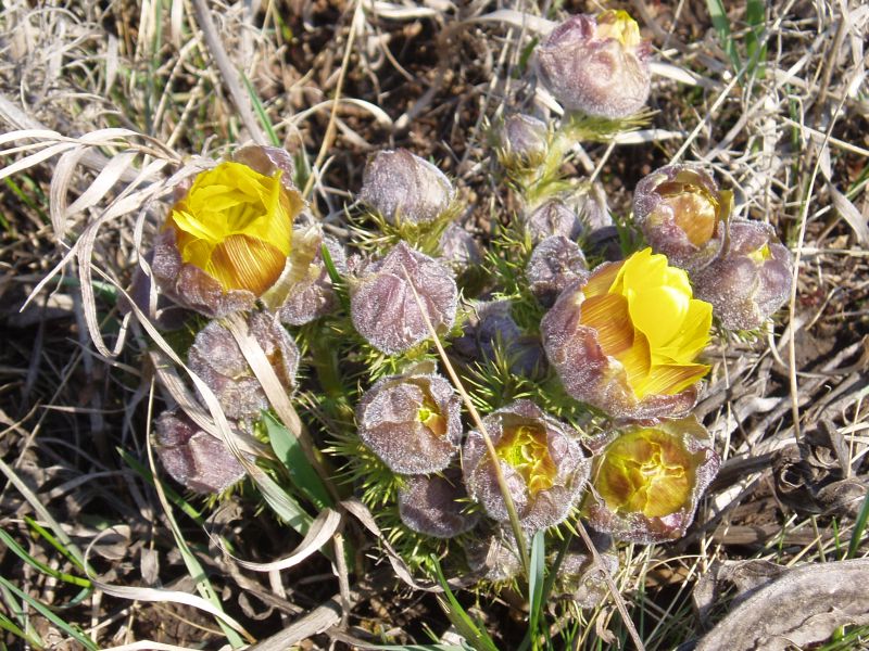 Image of Adonis vernalis specimen.