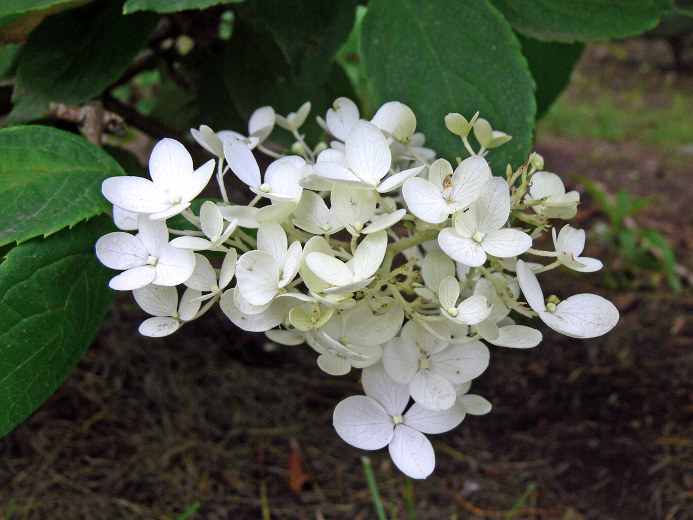 Image of Hydrangea paniculata specimen.