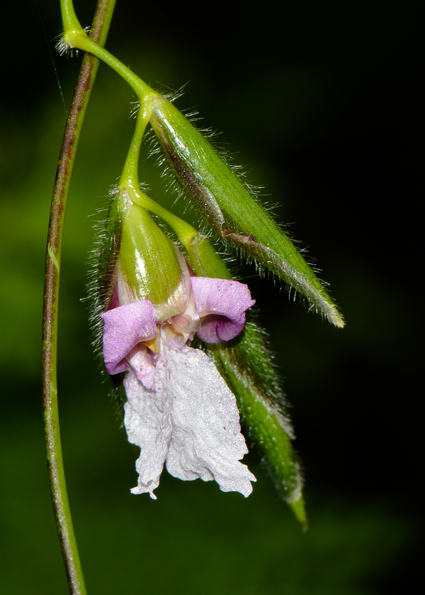 Изображение особи Thalia geniculata.