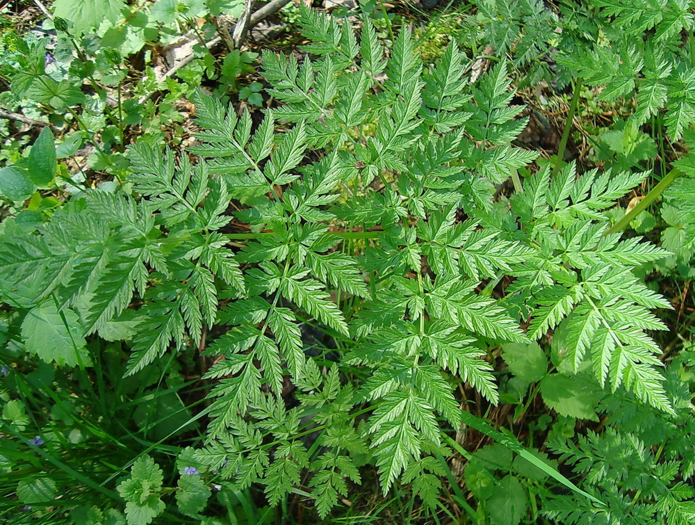 Image of Anthriscus sylvestris specimen.