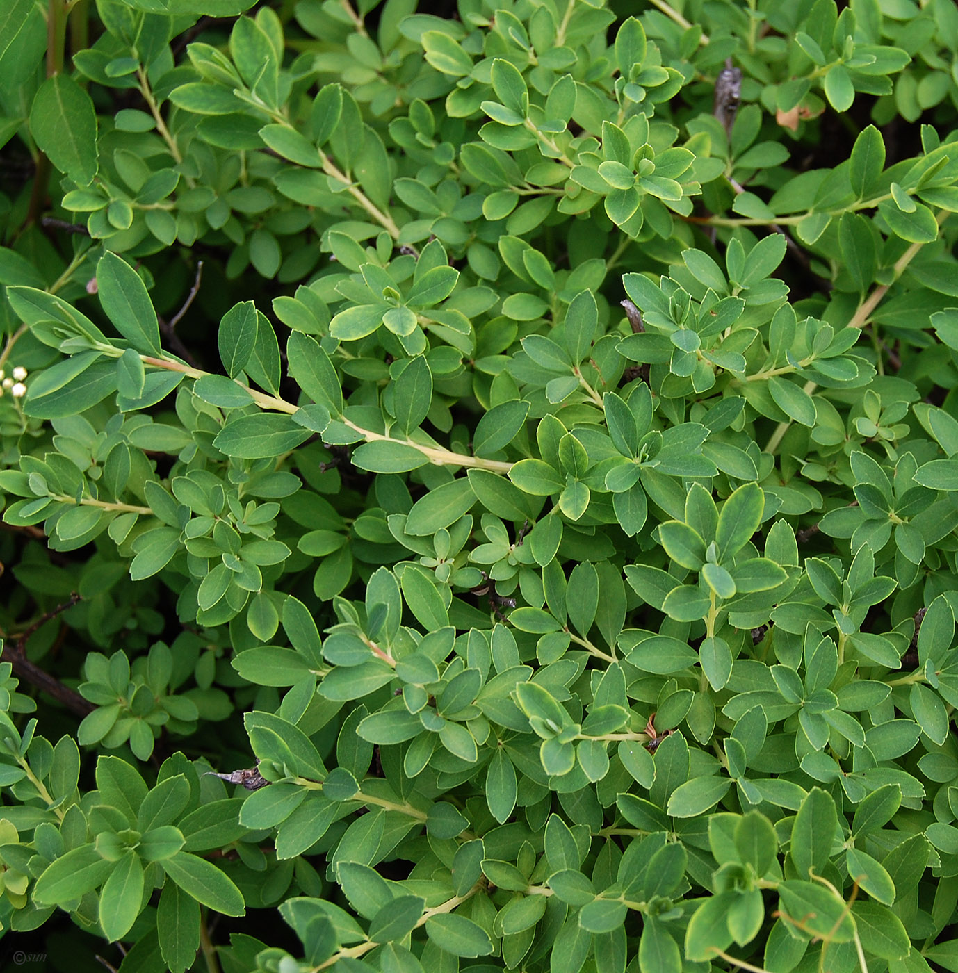 Image of genus Spiraea specimen.